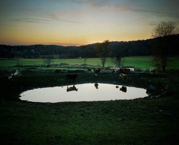 CowPond